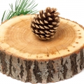 cedar - سدر 