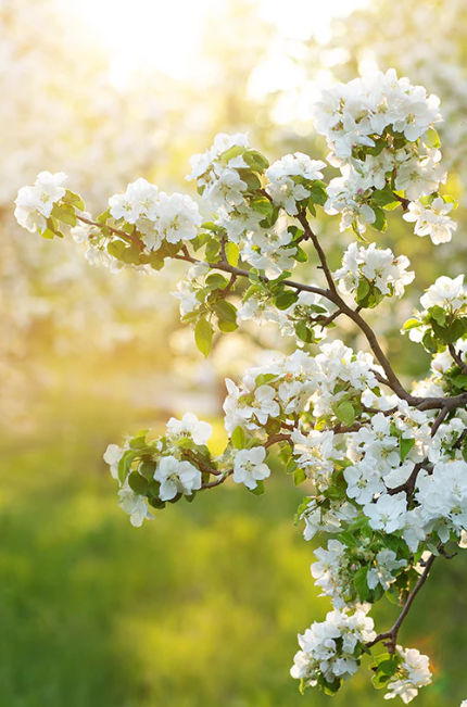 Apple blossom - شکوفه سیب