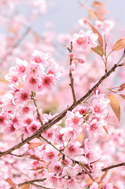 Cherry flower - شکوفه گیلاس