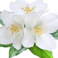 white flowers-گل های سفید